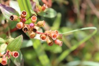 Osbeckia octandra DC.